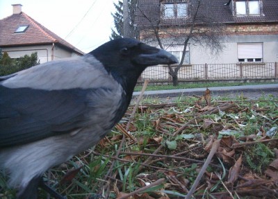 hírkép